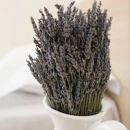 Lavandula Ring Tirana
