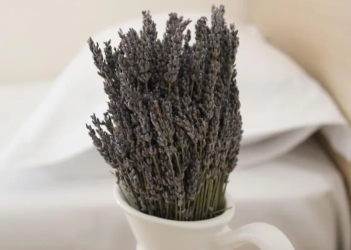 Appartement Lavandula Ring *